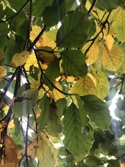 Fagus sylvatica