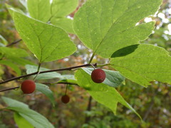 Celtis occidentalis