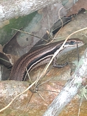 Brasiliscincus agilis