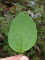 Celtis occidentalis