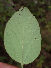 Celtis occidentalis