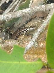 Brasiliscincus agilis