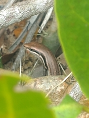 Brasiliscincus agilis