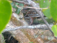 Brasiliscincus agilis