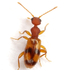 Acanthinus spinicollis