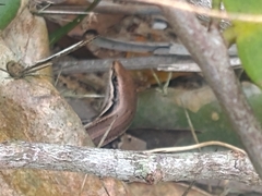 Brasiliscincus agilis