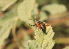 Aetole unipunctella
