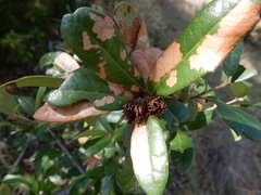 Andricus quercusfoliatus