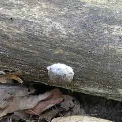 Reticularia splendens