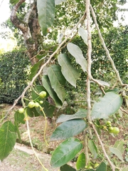 Alchornea