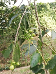 Alchornea