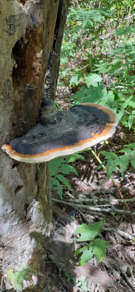 Fomitopsis pinicola · August 2021 · photo: © aurata (iNaturalist, cc-by)