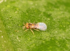 Trichogramma