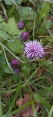 Cirsium arvense