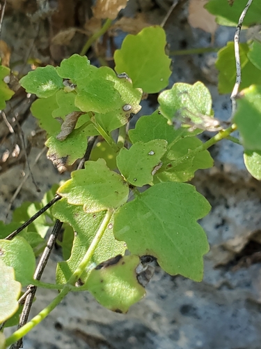 Image of Laphamia lindheimeri by (c) Jo Roberts, some rights reserved (CC BY)