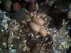 Leptochiton algesirensis