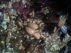 Leptochiton algesirensis