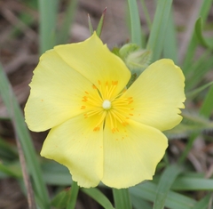 Crocanthemum brasiliense