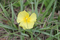 Crocanthemum brasiliense