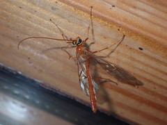 Ophion obscuratus