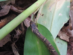 Thamnophis sumichrasti