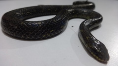 Atractus crassicaudatus