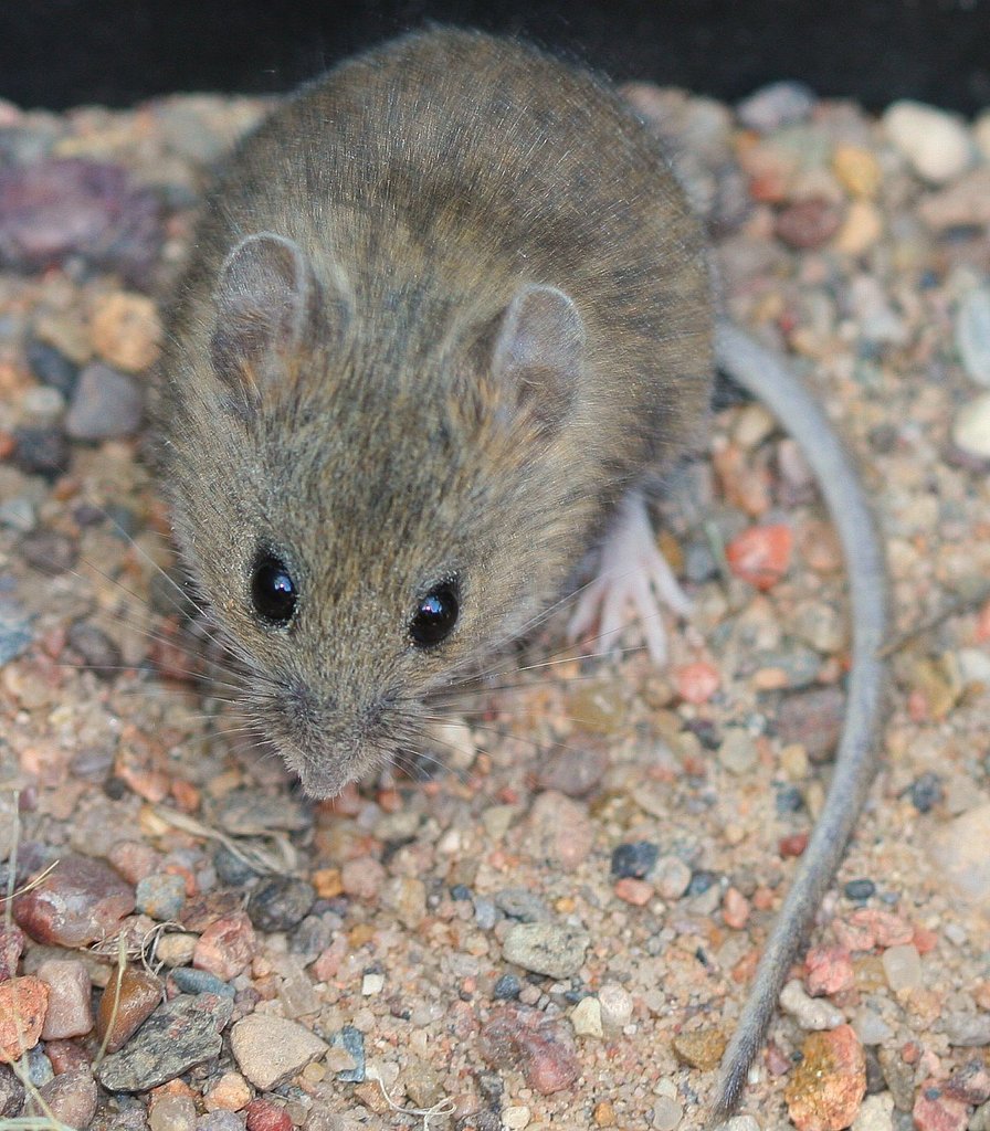 Western Harvest Mouse (Mammals of Colorado) · iNaturalist