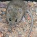 Western Harvest Mouse - Photo (c) J. N. Stuart, some rights reserved (CC BY-NC-ND)