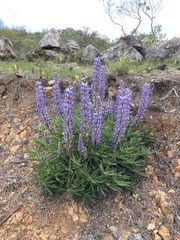 Lupinus multiflorus
