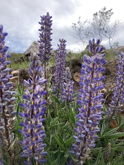 Lupinus multiflorus