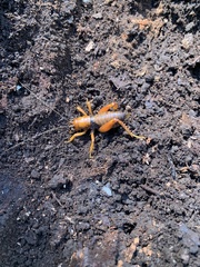 Cratomelus armatus