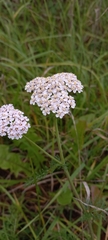 Achillea millefolium