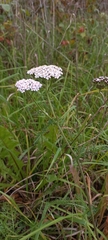 Achillea millefolium