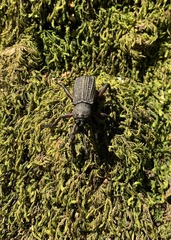 Aegorhinus suturalis