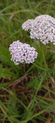 Achillea millefolium