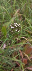 Achillea millefolium