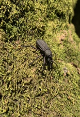 Aegorhinus suturalis