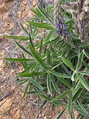 Lupinus multiflorus