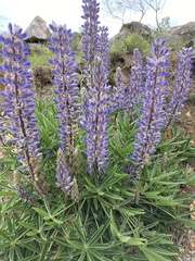 Lupinus multiflorus