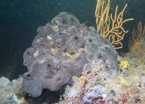 Photo of Bath sponge (Spongia officinalis)