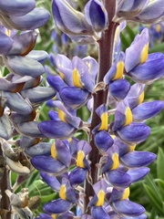 Lupinus multiflorus