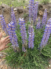 Lupinus multiflorus