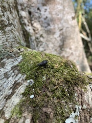 Megalometis spinifer