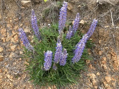 Lupinus multiflorus