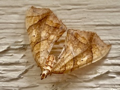 Eulithis gracilineata