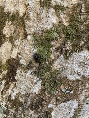 Megalometis spinifer