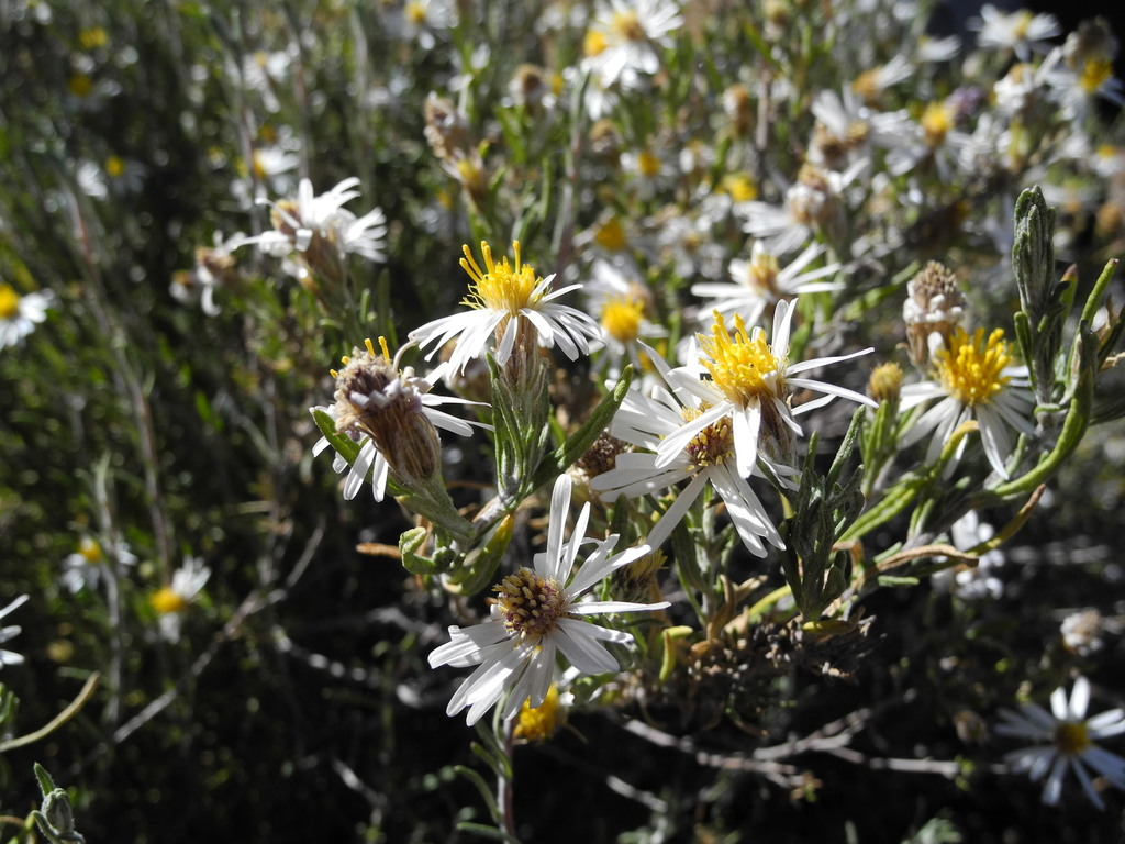 Diplostephium meyenii