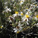 Diplostephium meyenii - Photo (c) Oscar, algunos derechos reservados (CC BY-NC), subido por Oscar