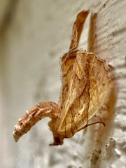 Eulithis gracilineata