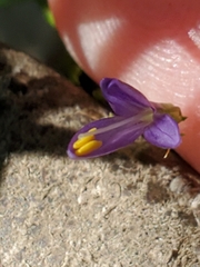 Carlowrightia linearifolia